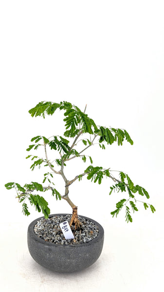 'Gilly' the Brazilian Rain Tree - #847