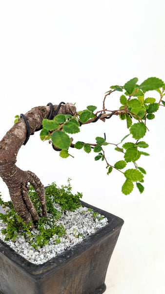 'Zen' the Chinese Elm - #594