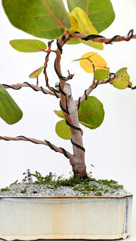 Sea Grape Bonsai | The Bonsai Shop – Dandy Farmer