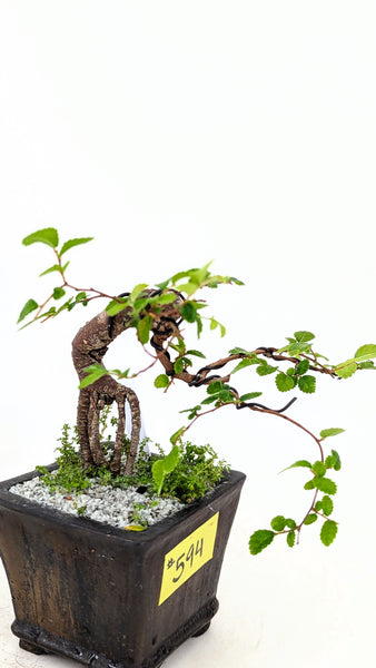 'Zen' the Chinese Elm - #594