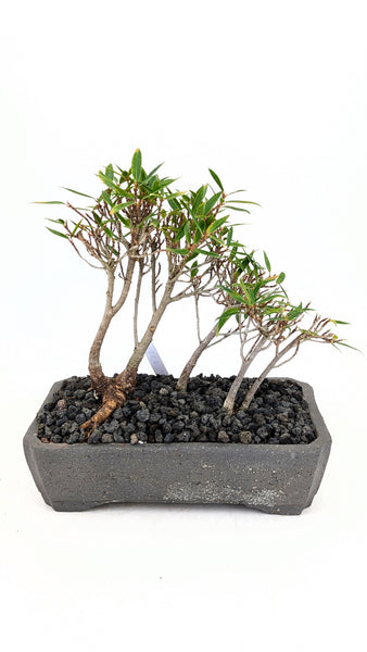 'Nene' the Willow Leaf Fig - #851