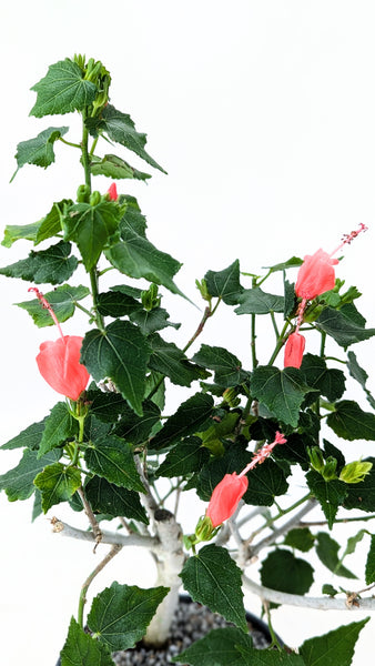 'Hana' the Sleeping Hibiscus