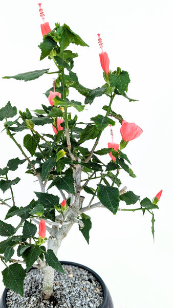 'Hana' the Sleeping Hibiscus