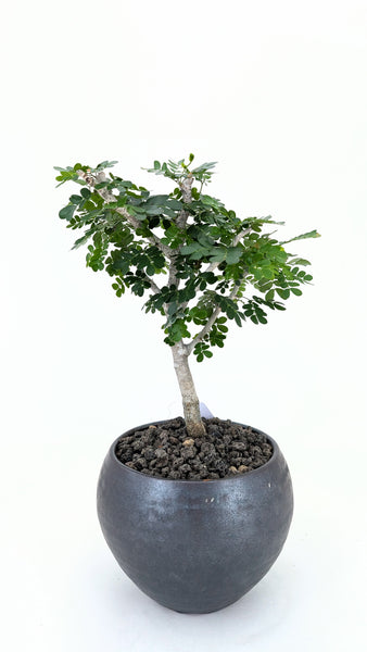 'Walter' the Texas Ebony - #865