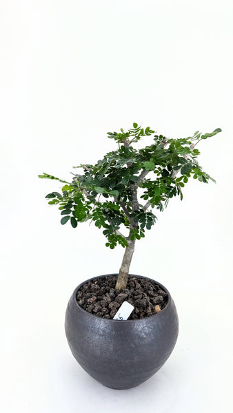 'Walter' the Texas Ebony - #865