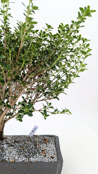 'Yuki' the Variegated Snowrose Serissa - #866
