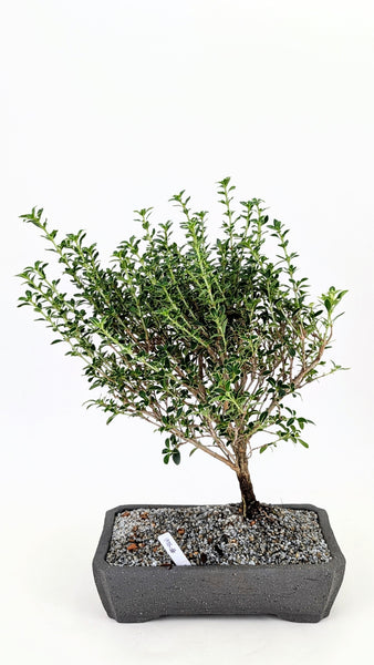 'Yuki' the Variegated Snowrose Serissa - #866