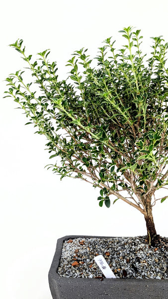 'Yuki' the Variegated Snowrose Serissa - #866