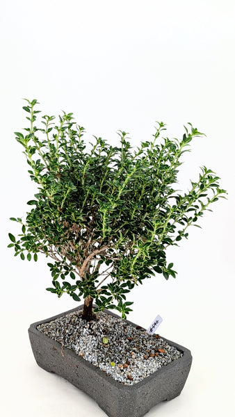 'Yuki' the Variegated Snowrose Serissa - #866