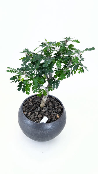 'Walter' the Texas Ebony - #865