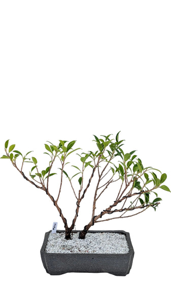 'Hal' the Chinese Banyan - #828