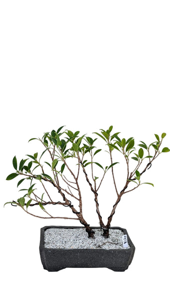 'Hal' the Chinese Banyan - #828