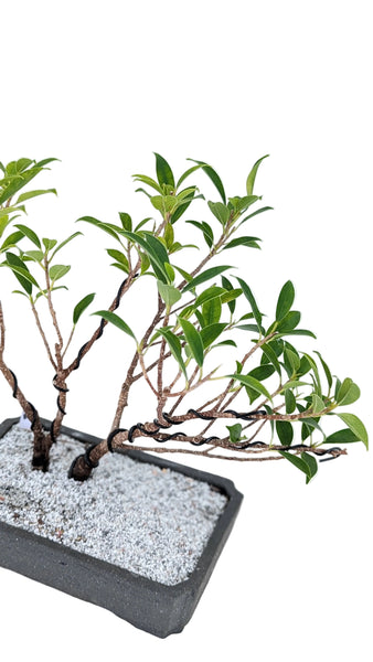 'Hal' the Chinese Banyan - #828