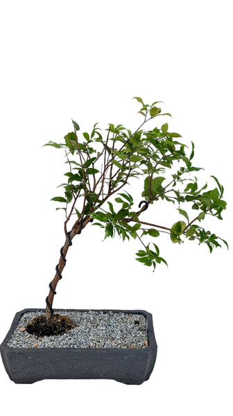 'Jeb' the Jaboticaba Tree - #856