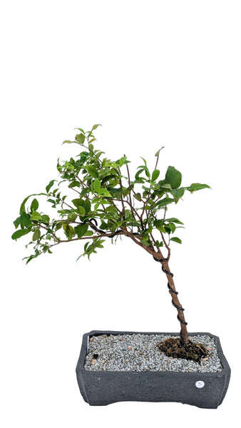 'Jeb' the Jaboticaba Tree - #856