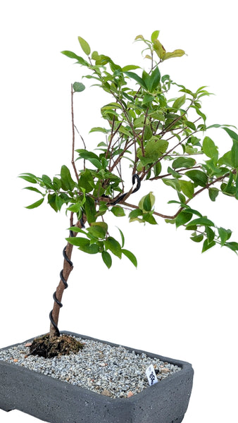 'Jeb' the Jaboticaba Tree - #856