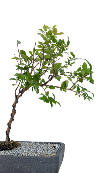 'Jeb' the Jaboticaba Tree - #856
