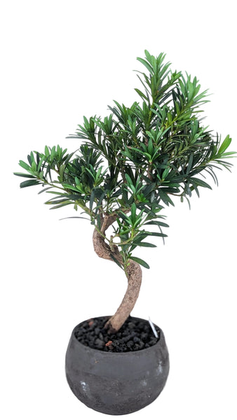'Podrik' the Buddhist Pine - #867