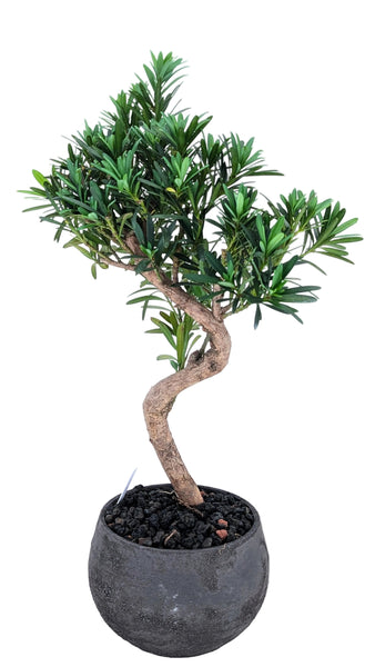 'Podrik' the Buddhist Pine - #867