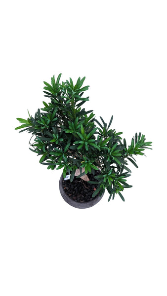 'Podrik' the Buddhist Pine - #867