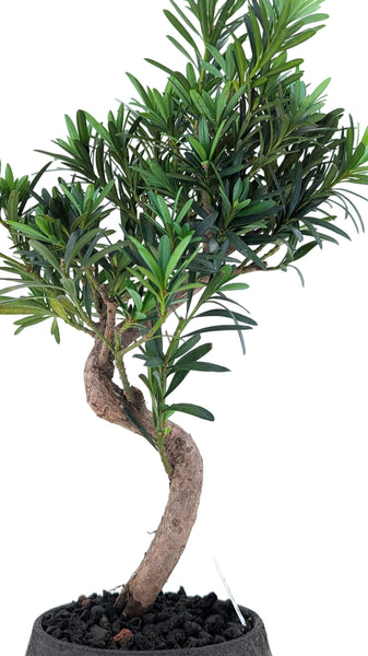 'Podrik' the Buddhist Pine - #867