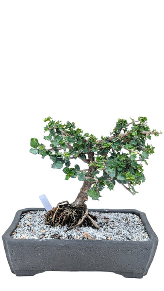 'Holly' the Dwarf Holly - #868