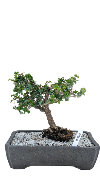 'Holly' the Dwarf Holly - #868