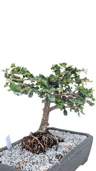'Holly' the Dwarf Holly - #868