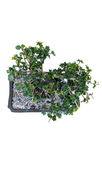 'Holly' the Dwarf Holly - #868