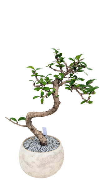 'Shay' the Philippine Tea Tree - #871