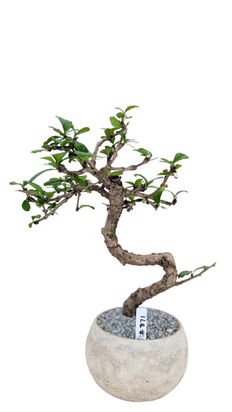 'Shay' the Philippine Tea Tree - #871