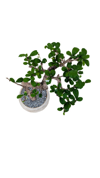 'Shay' the Philippine Tea Tree - #871