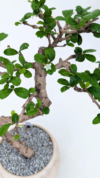 'Shay' the Philippine Tea Tree - #871