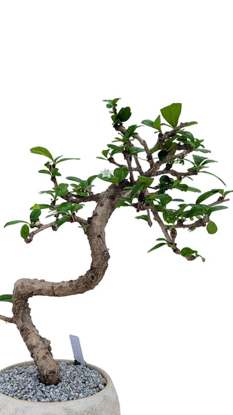 'Shay' the Philippine Tea Tree - #871