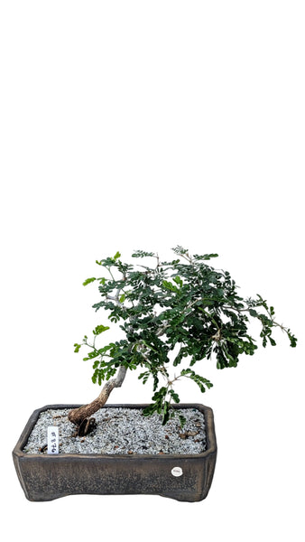 'Walter' the Texas Ebony - #876