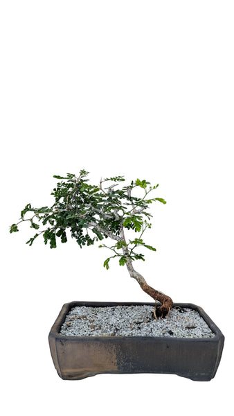 'Walter' the Texas Ebony - #876