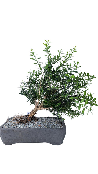 'Fei' the Harland Boxwood - #891