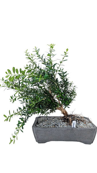 'Fei' the Harland Boxwood - #891