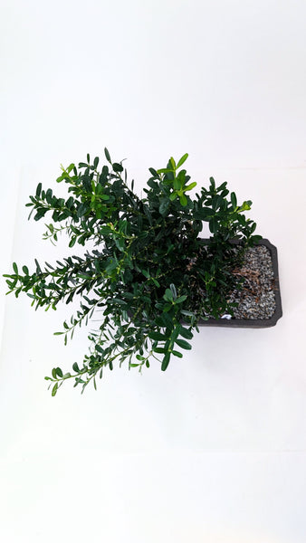 'Fei' the Harland Boxwood - #891