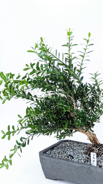 'Fei' the Harland Boxwood - #891