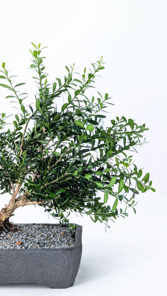 'Fei' the Harland Boxwood - #891