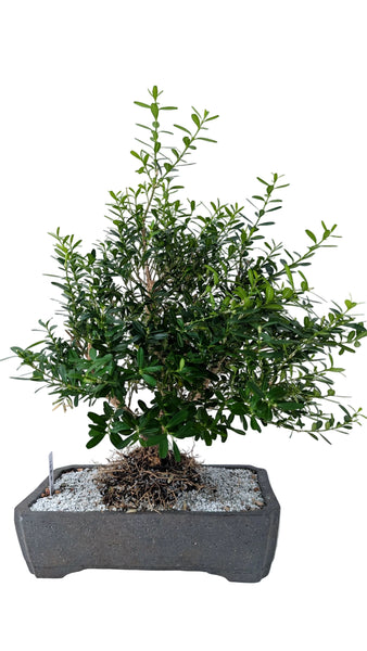 'Fei' the Harland Boxwood - #892