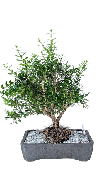 'Fei' the Harland Boxwood - #892