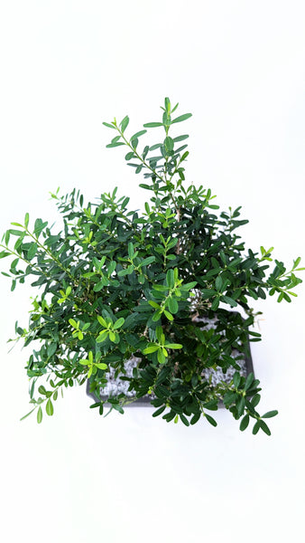 'Fei' the Harland Boxwood - #892