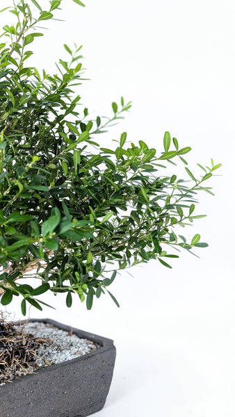'Fei' the Harland Boxwood - #892