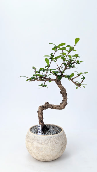 'Shay' the Philippine Tea Tree - #894
