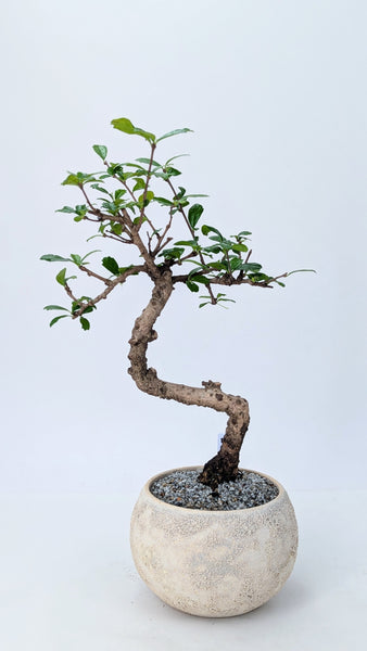 'Shay' the Philippine Tea Tree - #894