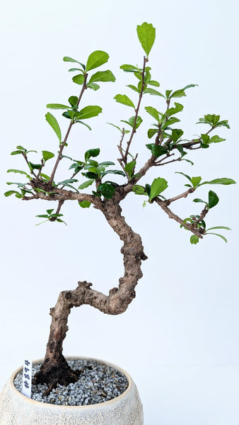 'Shay' the Philippine Tea Tree - #894