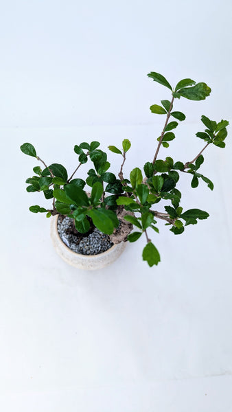 'Shay' the Philippine Tea Tree - #894