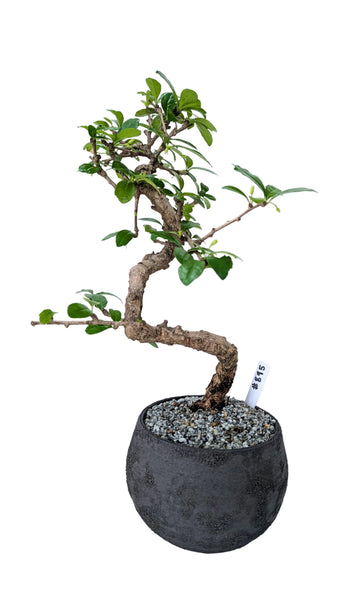 'Shay' the Philippine Tea Tree - #895
